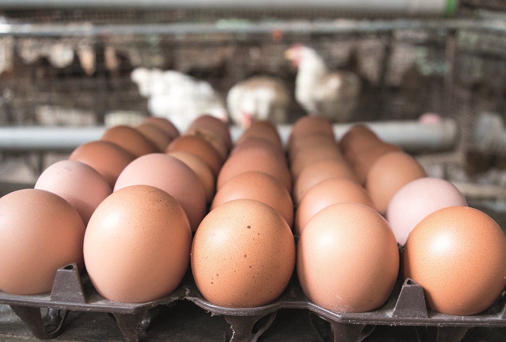 Analysis The Fight For Better Egg Contracts Poultry News