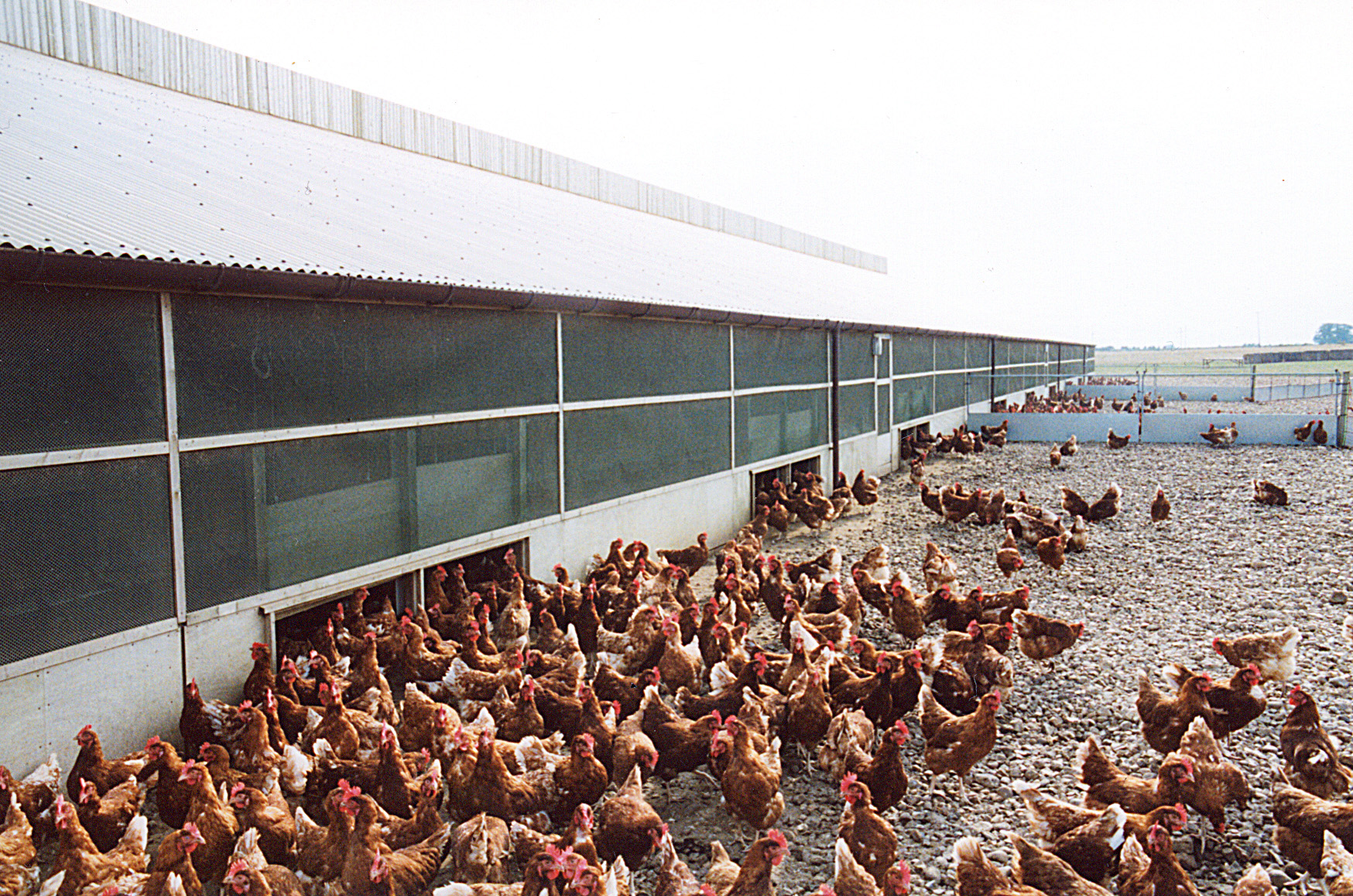 Brits Put Welfare Of Egg Laying Hens Before Meat Chickens Poultry News