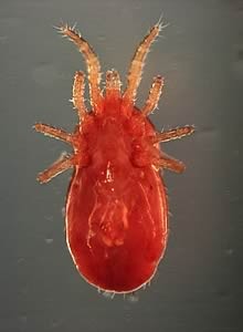 Fight the mite: top tips tackling red mites Poultry News