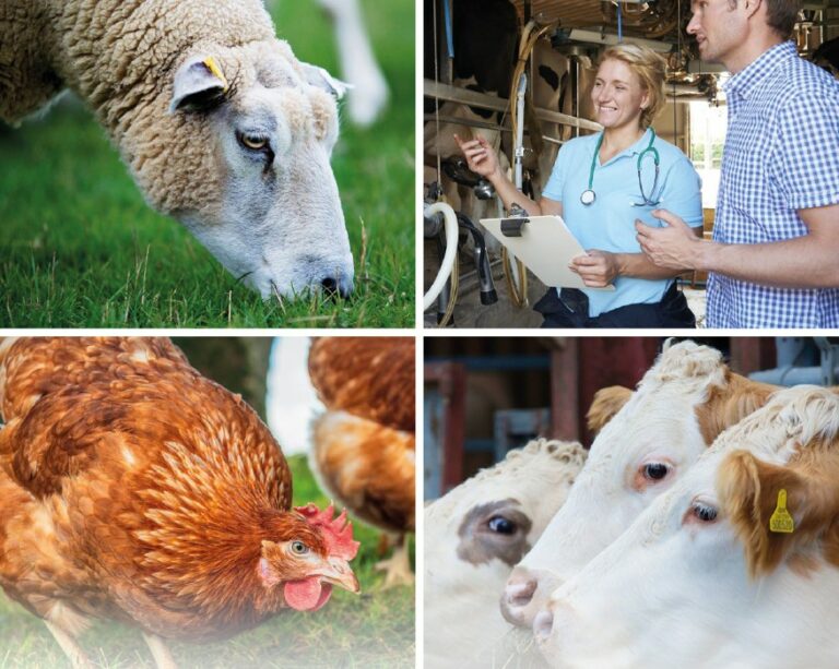 NOAH launches its vision for UK animal health and welfare - Poultry News