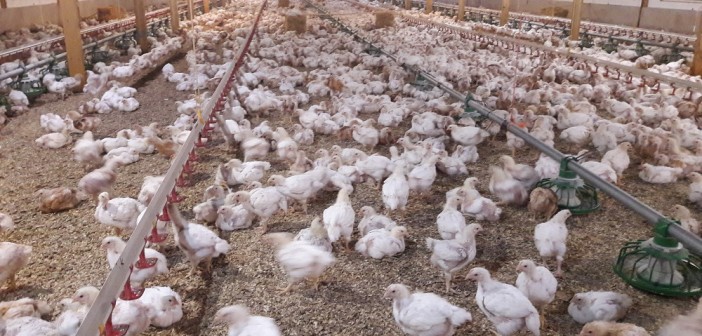 Growing chicken, the Better Chicken Commitment way | Poultry News