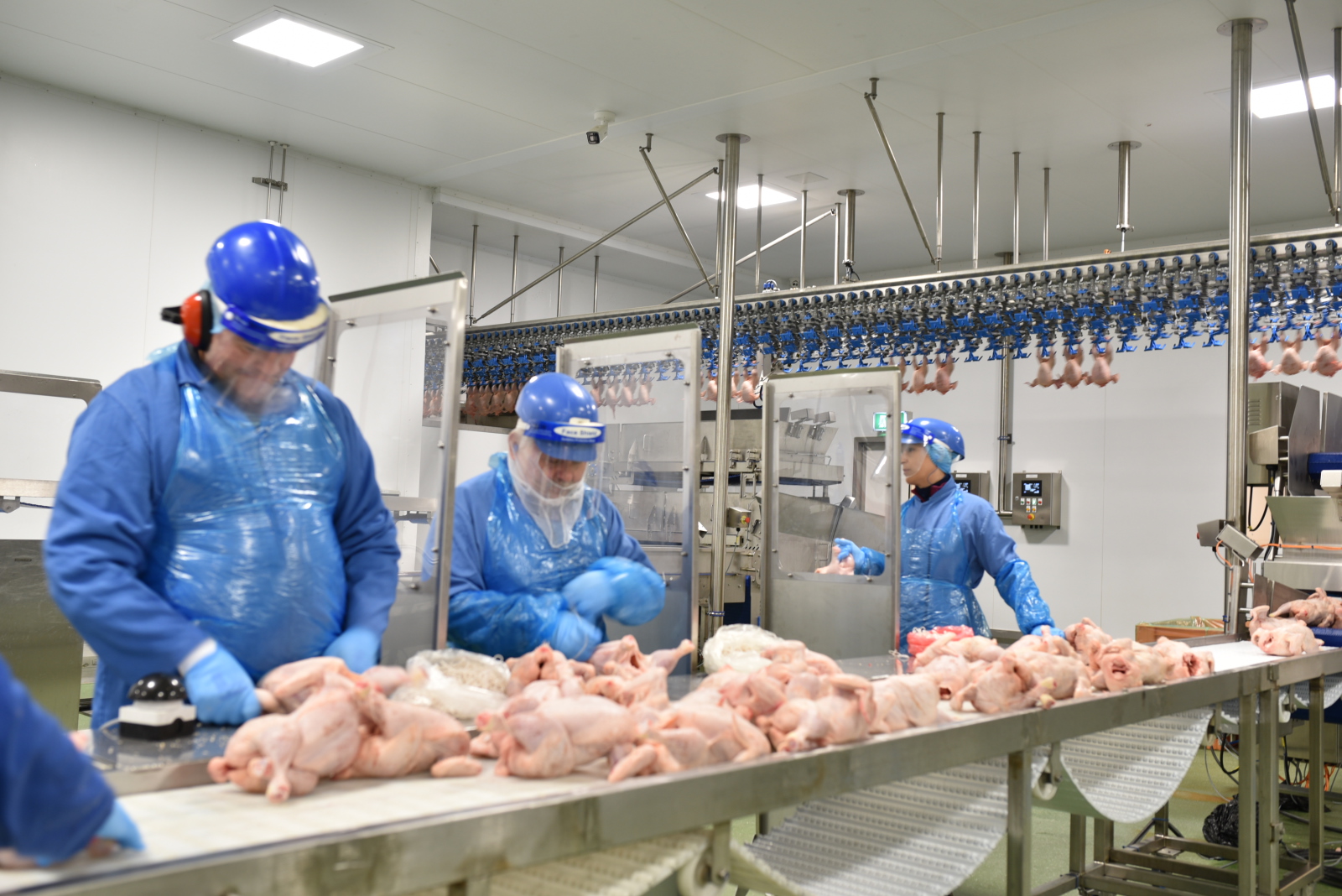 Challenging year for Avara Foods - Poultry News