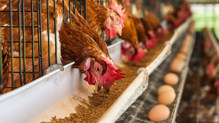 China playing catch up with West's cage-free egg production - Poultry World